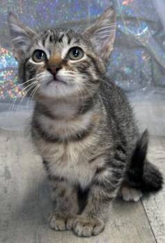 Tootles -  Domestic Short Hair Cat for Adoption in Shreveport, Louisiana - Tootles | PetCurious