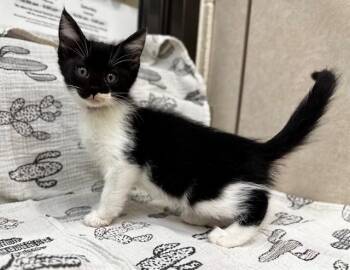 Domestic Medium Hair Cats Available for Adoption in Moreno Valley, California - CALLISTA | PetCurious