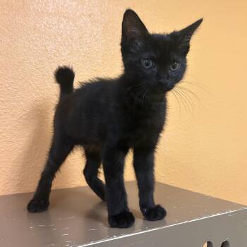 Domestic Short Hair Cats Available for Adoption in Fresno, California - Batman | PetCurious