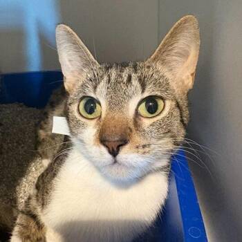 Domestic Short Hair Cats Available for Adoption - Dance | PetCurious