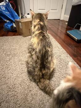 Bella -  Domestic Short Hair Cat for Adoption in Wheaton, Illinois - Bella | PetCurious