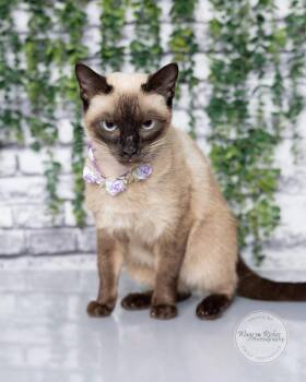 Felicity -  Siamese Cat for Adoption in Tuscaloosa, Alabama - Felicity | PetCurious