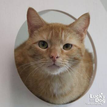 Domestic Short Hair Cats Available for Adoption in Washington, District Of Columbia - Kovu | PetCurious