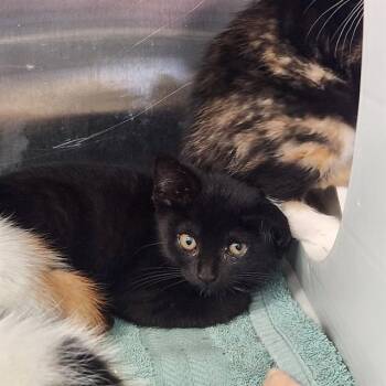 DERBY -  Domestic Short Hair Cat for Adoption in Kalamazoo, Michigan - DERBY | PetCurious