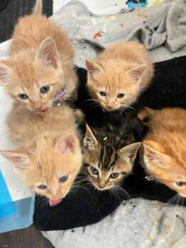 Oriole -  Domestic Medium Hair Cat for Adoption in Wilmington, North Carolina - Oriole | PetCurious