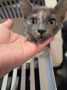 Elsa -  Domestic Medium Hair Cat for Adoption in Bossier City, Louisiana - Elsa | PetCurious