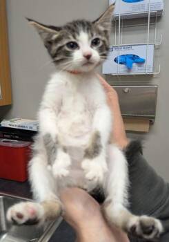 Eileen -  Domestic Short Hair Cat for Adoption in Missoula, Montana - Eileen | PetCurious