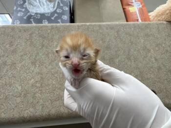 A1927308 -  Domestic Short Hair Cat for Adoption in Thousand Palms, California - A1927308 | PetCurious
