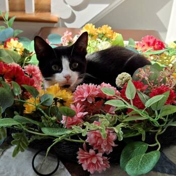 Boston Terrier -  Domestic Short Hair Cat for Adoption in Richmond, Virginia - Boston Terrier | PetCurious