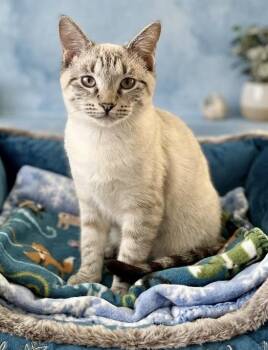 Zelda (pse) -  Siamese Cat for Adoption in Powdersville, South Carolina - Zelda (pse) | PetCurious