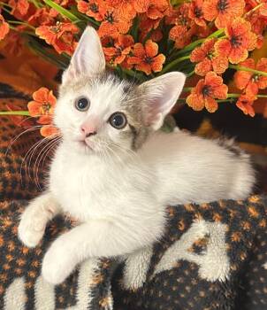 2/18/26 Brenna -  Domestic Short Hair Cat Available for Adoption in Stillwater, Oklahoma - 2/18/26 Brenna | PetCurious