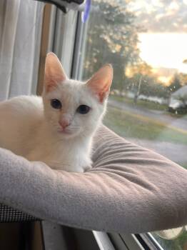 Rescue Siamese Cats for Adoption in Grove City, Ohio - Dutchess | PetCurious
