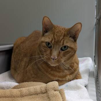Gryffin -  Domestic Short Hair Cat for Adoption in Saint Charles, Missouri - Gryffin | PetCurious