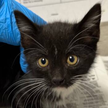 Rescue Domestic Short Hair Cats for Adoption in Yuma, Arizona - Toast | PetCurious