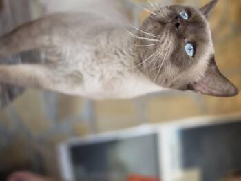Big Hunk -  Sphynx Hairless Cat Cat for Adoption in Fort Worth, Texas - Big Hunk | PetCurious