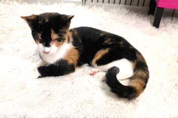 Rescue Domestic Short Hair Cats for Adoption in St. Cloud, Florida - Abby | PetCurious