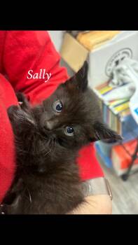 Rescue Domestic Short Hair Cats for Adoption in Lemont, Illinois - Sally | PetCurious
