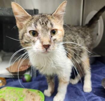 POWDER -  Domestic Short Hair Cat for Adoption in Pueblo, Colorado - POWDER | PetCurious