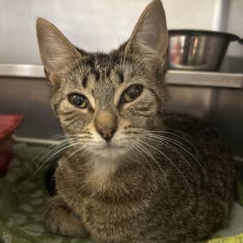 Fuchsia -  Domestic Short Hair Cat for Adoption in Bristol, Indiana - Fuchsia | PetCurious