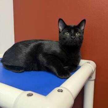 Caleb -  Domestic Short Hair Cat for Adoption in Janesville, Wisconsin - Caleb | PetCurious