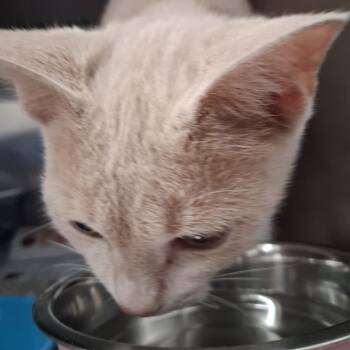 Pixie -  Domestic Short Hair Cat for Adoption in Auburn, Alabama - Pixie | PetCurious