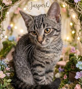 JasperQ -  Tabby and Domestic Short Hair Cat for Adoption in North Highlands, California - JasperQ | PetCurious