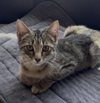Peanut -  Domestic Short Hair Cat for Adoption in Fort Worth, Texas - Peanut | PetCurious