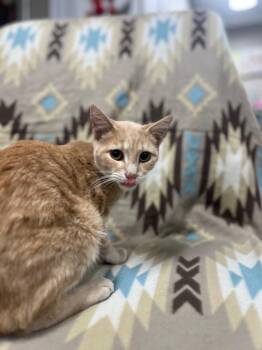 Robin -  Domestic Short Hair Cat for Adoption in Hopkinsville, Kentucky - Robin | PetCurious