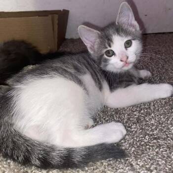 Domestic Short Hair Cats Available for Adoption in Sioux Falls, South Dakota - Atlas | PetCurious