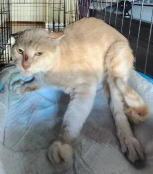 DUSTY -  Domestic Short Hair Cat for Adoption in San Antonio, Texas - DUSTY | PetCurious