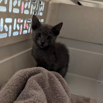 Sams Club Pretzel -  Domestic Short Hair Cat for Adoption in Charlottesville, Virginia - Sams Club Pretzel | PetCurious