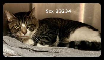 SOX -  Domestic Short Hair Cat for Adoption in Marietta, Georgia - SOX | PetCurious