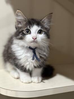 Rescue Domestic Medium Hair Cats for Adoption in Pawleys Island, South Carolina - Archie | PetCurious
