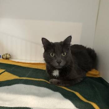Scoops -  Domestic Short Hair Cat for Adoption in Port Angeles, Washington - Scoops | PetCurious