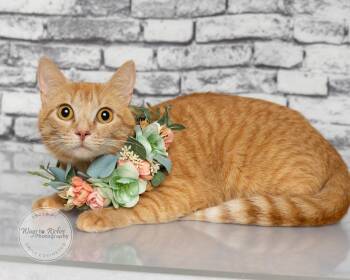 Lucy Lu -  Domestic Short Hair and Tabby Cat for Adoption in Tuscaloosa, Alabama - Lucy Lu | PetCurious