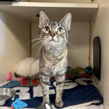 Domestic Short Hair Cats Available for Adoption in South Elgin, Illinois - Susan | PetCurious