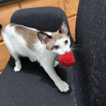 Marco -  Domestic Short Hair Cat for Adoption in Herndon, Virginia - Marco | PetCurious