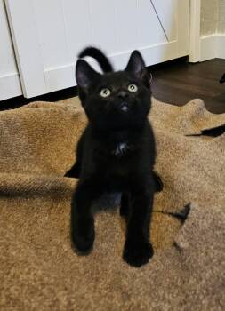 Sevro -  Domestic Short Hair Cat for Adoption in Pasco, Washington - Sevro | PetCurious