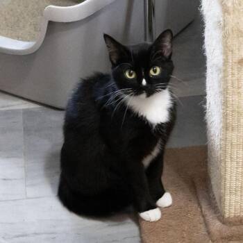 Miette -  Domestic Short Hair Cat for Adoption in Mckean, Pennsylvania - Miette | PetCurious