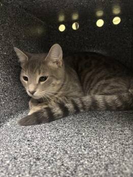 Domestic Short Hair Cats Available for Adoption in Indianapolis, Indiana - TOM | PetCurious
