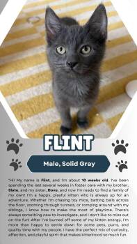 Flint (FCID# 07/15/26-1 Brandywine event 7/18-19) -  Domestic Short Hair Cat for Adoption in Greenville, Delaware - Flint (FCID# 07/15/26-1 Brandywine Event 7/18-19) | PetCurious