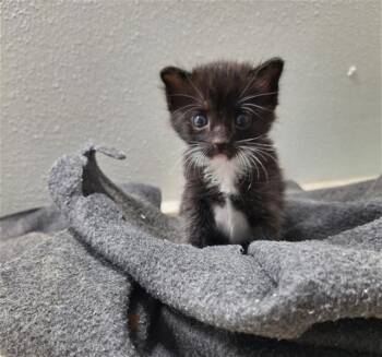 Domestic Short Hair Cats Available for Adoption in Rosenberg, Texas - PATTI | PetCurious