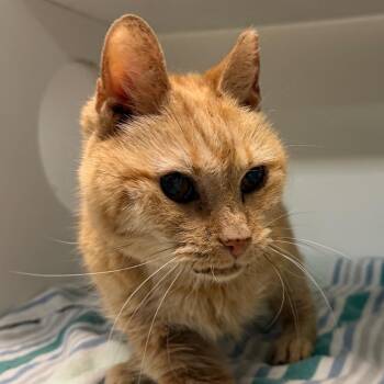 Cookie -  Domestic Short Hair and Mixed Breed Cat for Adoption in Philadelphia, Pennsylvania - Cookie | PetCurious