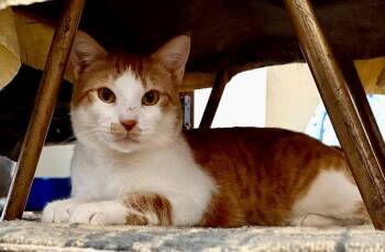 American Shorthair Cats Available for Adoption in Shavano Park, Texas - Jax | PetCurious