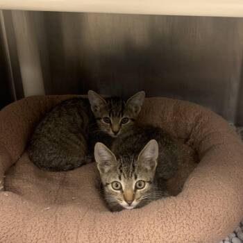 Tom -  Domestic Short Hair Cat for Adoption in West Palm Beach, Florida - Tom | PetCurious