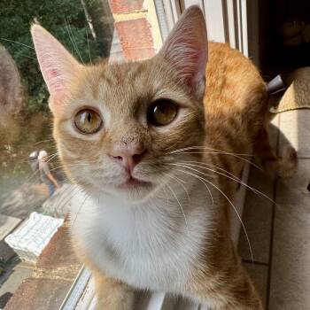Mr. Biscuit -  Domestic Short Hair Cat for Adoption in Richmond, Virginia - Mr. Biscuit | PetCurious