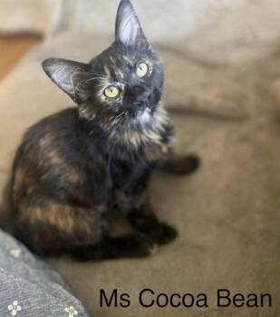 Ms Cocoa Bean -  Ragdoll and Domestic Medium Hair Cat for Adoption - Ms Cocoa Bean | PetCurious