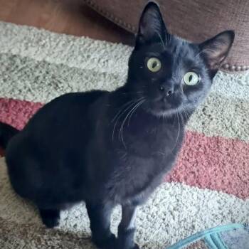 Nugget -  American Shorthair Cat for Adoption in West Newton, Pennsylvania - Nugget | PetCurious