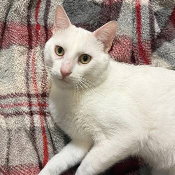 Ringo -  Domestic Short Hair Cat for Adoption in South Elgin, Illinois - Ringo | PetCurious