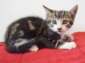 CLARK -  Domestic Short Hair Cat for Adoption in Sacramento, California - CLARK | PetCurious